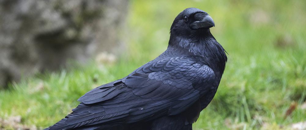 Die intelligenten Raben wurden schon den Resten erlegter Mammuts angelockt.