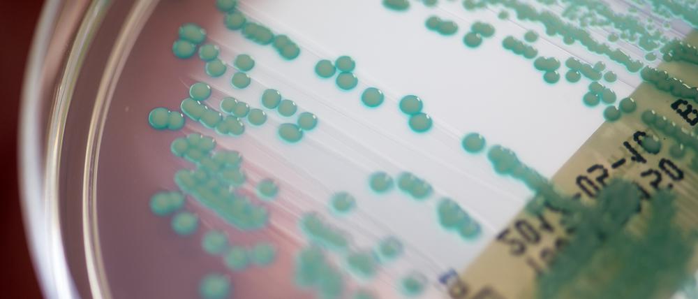  Die Antibiotika könnten resistente MRSA-Keime wie hier im Bild abtöten.