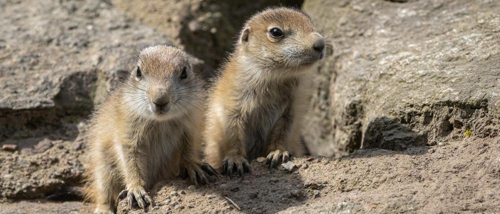 Erst drei Wochen alt sind die kleinen Präriehunde im Tierpark.