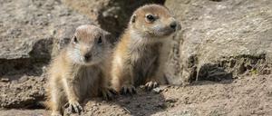 Erst drei Wochen alt sind die kleinen Präriehunde im Tierpark.