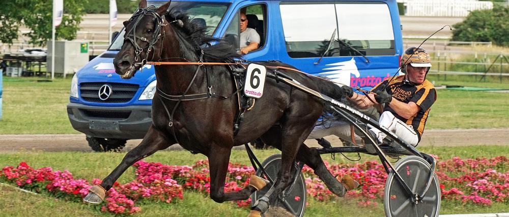 Trainer Dion Tesselaar und Gio Cash auf dem Weg zum Sieg.