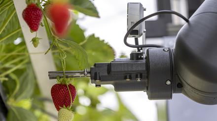 Präzisionsarbeit: Ein Roboter greift einen Erdbeerstängel. Bei jedem Pflückvorgang werden Bilder aufgenommen, die vom KI-Algorithmus verarbeitet werden. 