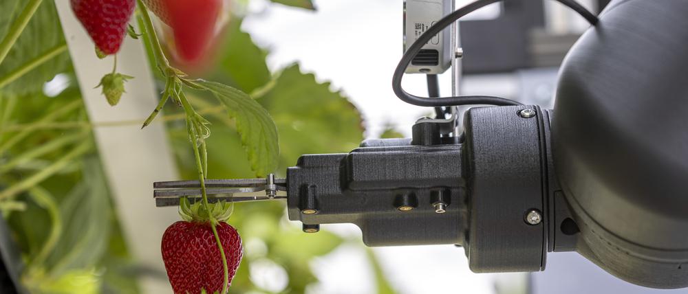 Präzisionsarbeit: Ein Roboter greift einen Erdbeerstängel. Bei jedem Pflückvorgang werden Bilder aufgenommen, die vom KI-Algorithmus verarbeitet werden. 