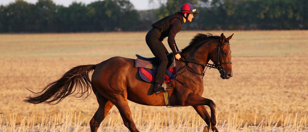 Beim harmonischen Reiten bilden Pferd und Reiter*in eine Einheit.