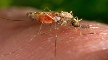 Weibliche Anopheles-gambiae-Mücke bei der Nahrungsaufnahme. 