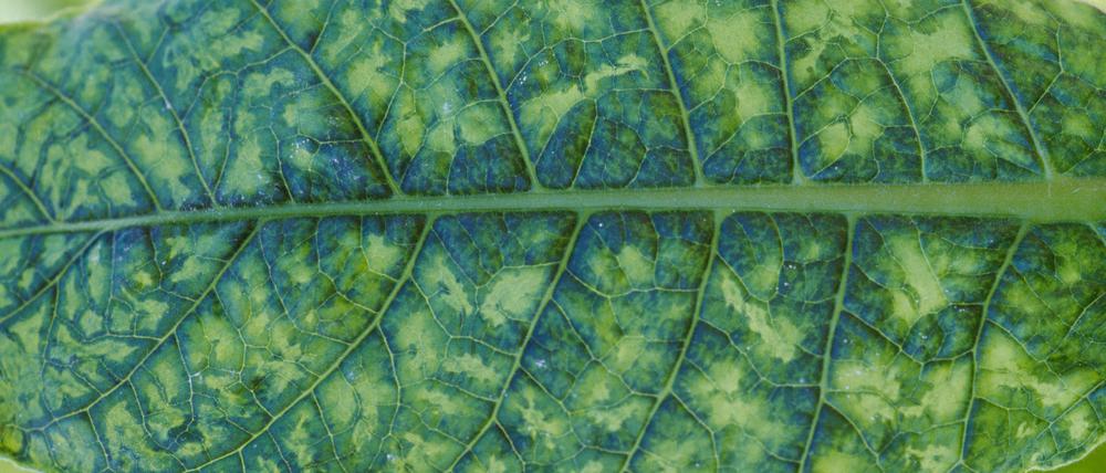 Das Tabakmosaikvirus öffnete die Tür zur Virusforschung.