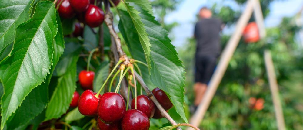 Kirschen hängen an den Bäumen vom Obsthof Hornemann.