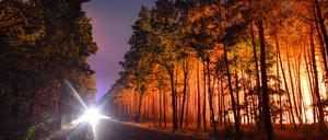 Hell erleuchtet ist ein brennender Wald nahe Klausdorf.