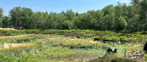 Blick auf die Kernzone des Roten Moores in der Hochrhön in der Nähe der hessisch-bayerischen Landesgrenze. Moore sind ein wichtiger Speicher von Kohlendioxid und spielen somit eine wichtige Rolle im Kampf gegen die Klimaerwärmung. Doch viele dieser Feuchtgebiete in Deutschland sind bedroht. Im Roten Moor ist ein neues Projekt zur Wiedervernässung und Renaturierung angelaufen.
