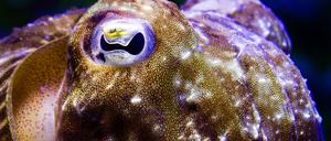 Tintenfische können ihr Aussehen verändern, indem sie die Ausdehnung gefärbter Zellen in ihrer Haut steuern.