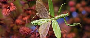 Die Europäische Gottesanbeterin (Mantis religiosa) wird immer häufiger in Brandenburg gesichtet. Für Experten ist das ein Zeichen des Klimawandels. 