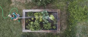 Drone shot of woman watering plants growing in raised bed