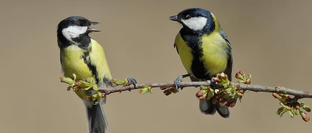 Kohlmeise Parus major, MÃ¤nnchen und Weibchen sitzten auf Kirschbaumzweig Prunus und streiten, Tierpaar, Wilden, Nordrhein-Westfalen, Deutschland, Europa *** Kohlmeise Parus Major , Male and Female sitzten at Cherry tree branch Prunus and argue, Pair of animals, Wilden, North Rhine Westphalia, Germany, Europe Copyright: imageBROKER/BurkhardxSauskojus ibxbsa09272050.jpg Bitte beachten Sie die gesetzlichen Bestimmungen des deutschen Urheberrechtes hinsichtlich der Namensnennung des Fotografen im direkten Umfeld der VerÃ¶ffentlichung