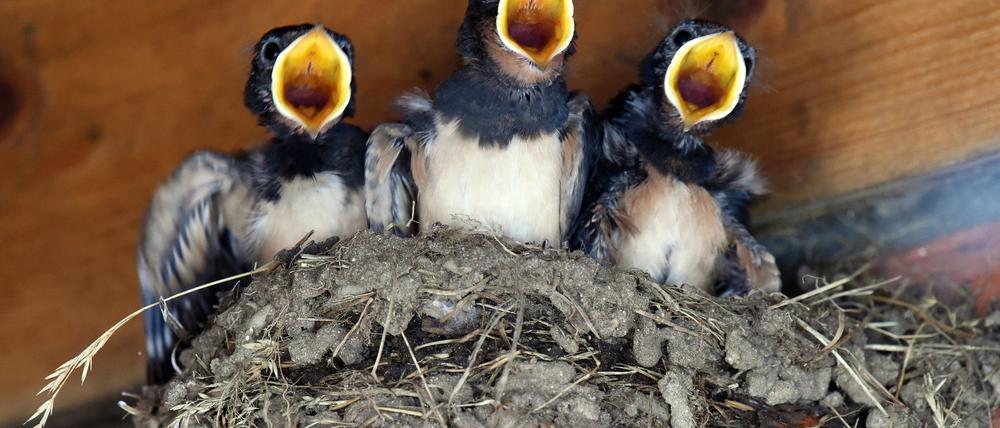 Wie lange dauert’s denn noch? Junge Schwalben unter einem Dachvorsprung in Schleswig-Holstein