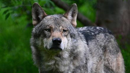 Bundesumweltministerin Steffi Lemke (Grüne) hat mehr Abschüsse von „Problem-Wölfen“ gefordert. Zu sehen ist hier ein Tier im Gehege des Wildparadieses Tripsdrill.