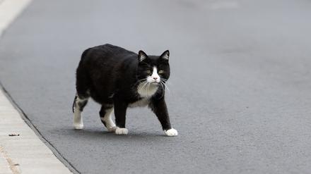 Eine Katze unterwegs. Frei lebende Exemplare sind auf die Jagd angewiesen und töten Singvögel.