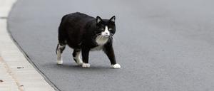 Eine Katze geht über eine Straße. 