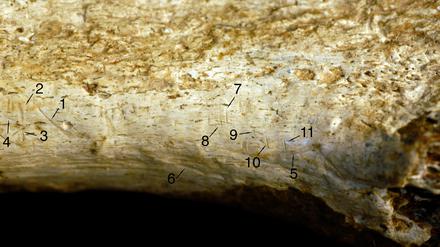 Ansicht des Schienbeins eines Homininen und vergrößerter Bereich, der Schnittspuren zeigt.