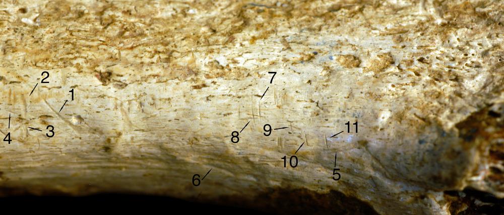 Ansicht des Schienbeins eines Homininen und vergrößerter Bereich, der Schnittspuren zeigt.