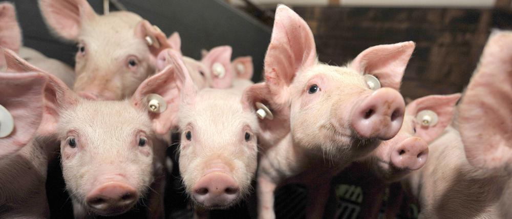 Ferkel in einem Stall in Niedersachsen. Die Schweineschlachtungen sanken um 9,2 Prozent auf 47 Millionen Tiere.