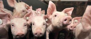 Ferkel in einem Stall in Niedersachsen. Die Schweineschlachtungen sanken um 9,2 Prozent auf 47 Millionen Tiere.
