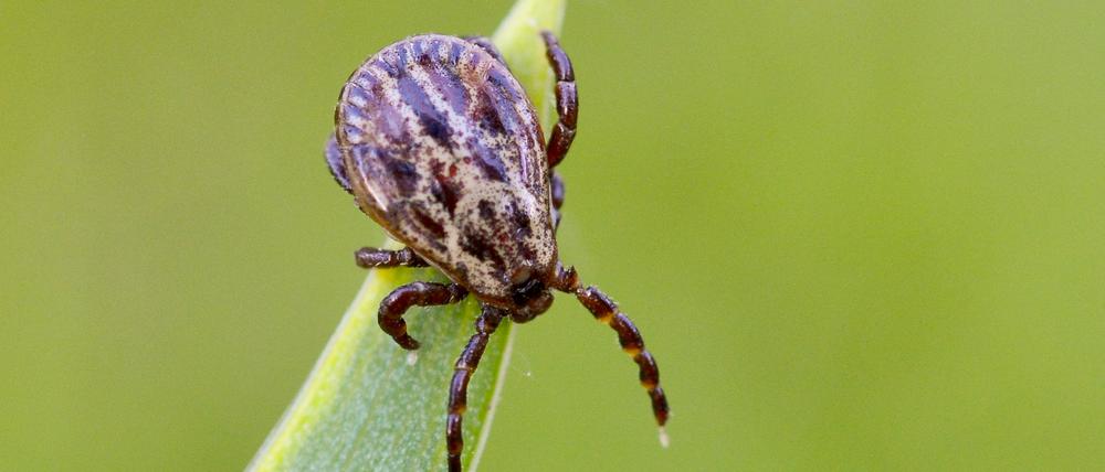 Zecken lauern in Gebüschen oder in hohem Gras und können Krankheiten wie Borreliose und FSME übertragen. 