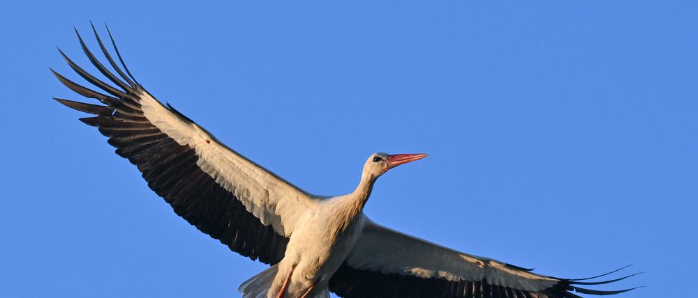 Auf dem Rücken von Findus ist mithilfe von Flügel-Schlaufen ein solarbetriebener GPS-Sender befestigt.