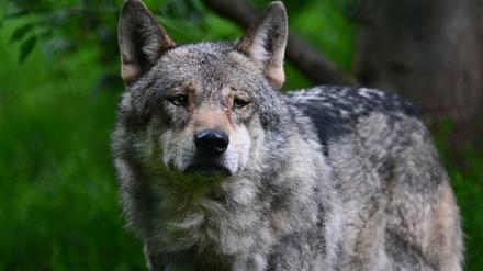 ARCHIV - 23.05.2023, Baden-Württemberg, Cleebronn: Ein Wolf läuft durch ein Gehege im Wildparadies Tripsdrill.       (zu dpa «Nach Gesetzeslockerung: Abschusserlaubnis für Wolf in der Schweiz») Foto: Bernd Weißbrod/dpa +++ dpa-Bildfunk +++