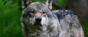 ARCHIV - 23.05.2023, Baden-Württemberg, Cleebronn: Ein Wolf läuft durch ein Gehege im Wildparadies Tripsdrill.       (zu dpa «Nach Gesetzeslockerung: Abschusserlaubnis für Wolf in der Schweiz») Foto: Bernd Weißbrod/dpa +++ dpa-Bildfunk +++