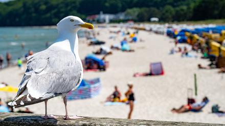 Eine Möwe sitzt bei sonnigem Wetter am Strand der Insel Rügen auf einem Geländer. 