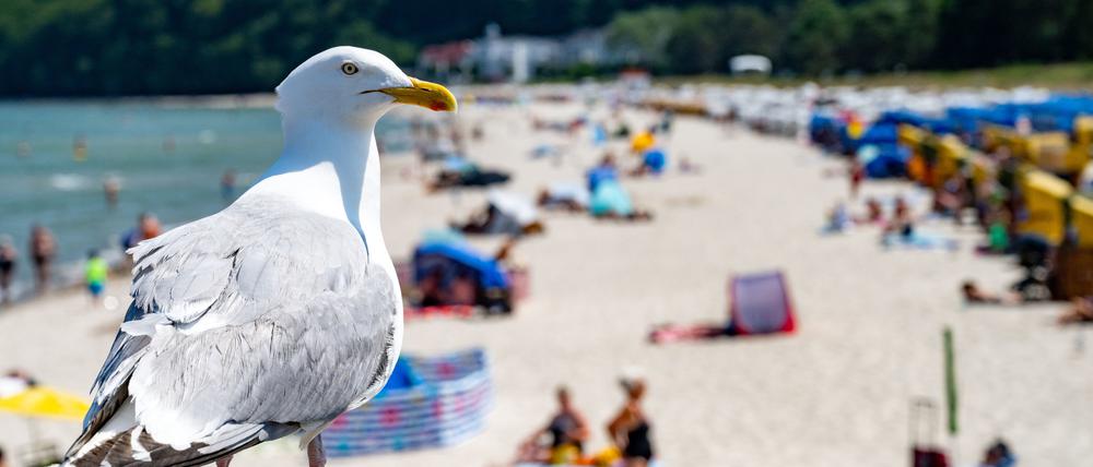 Eine Möwe sitzt bei sonnigem Wetter am Strand der Insel Rügen auf einem Geländer. 