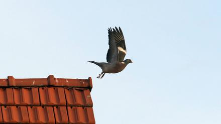 Das Fliegen ist ein alter Menschheitstraum, aber nicht nur.