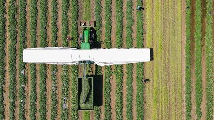 Ein sogenannter Gurkenflieger, auf dem die Erntehelfer liegen und Einlegegurken ernten.