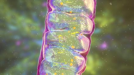Unsere „Zellkraftwerke“ bringen ihr eigenes Erbgut in Form kleiner DNA-Ringe mit.
