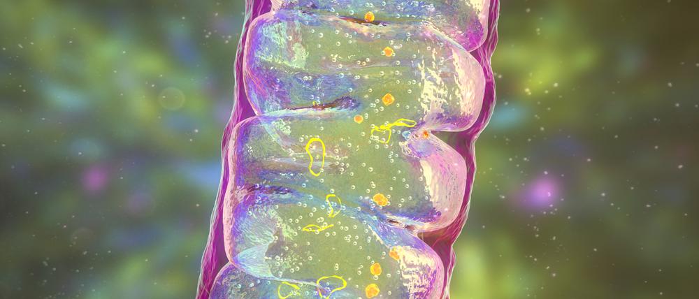 Unsere „Zellkraftwerke“ bringen ihr eigenes Erbgut in Form kleiner DNA-Ringe mit.