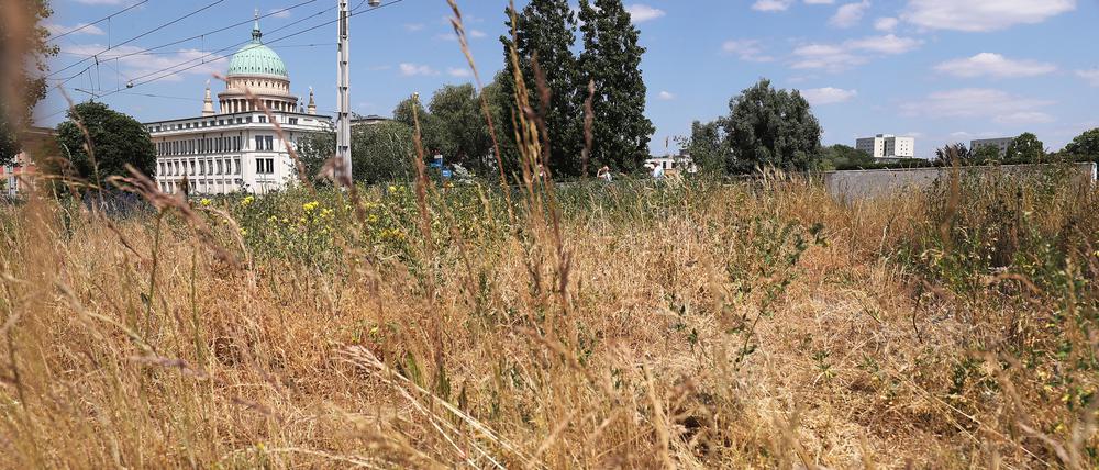 In Potsdam hat es im ersten Halbjahr 2025 so wenig geregnet wie nie zuvor.