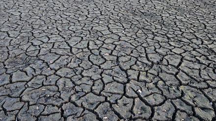 ARCHIV - 19.02.2023, Brandenburg, Peitz: Ein aufgerissener und ausgetrockneter Boden eines Teiches. (zu dpa: «Brandenburg will sich besser auf Klimawandel vorbereiten») Foto: Patrick Pleul/dpa +++ dpa-Bildfunk +++