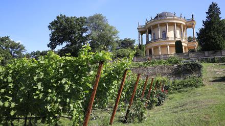 Am Königlichen Weinberg auf dem Klausberg in Potsdam wird wieder das Weinfest gefeiert.