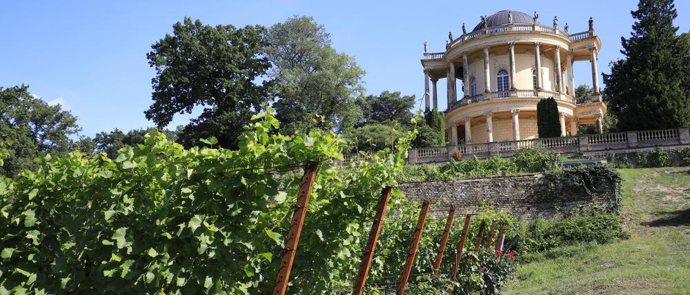 Am Königlichen Weinberg auf dem Klausberg in Potsdam wird wieder das Weinfest gefeiert.