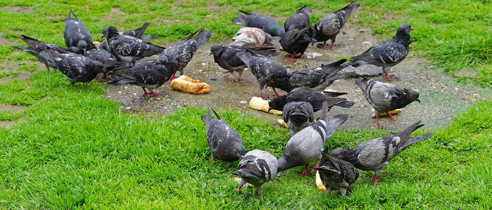 Es bleibt zu oft etwas übrig: Das vermeintliche Tierfutter verschmutzt dann Grünanlagen und Plätze. 