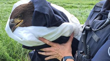 Die Polizei in Brandenburg hat am Sonntag einen Seeadler gerettet.
