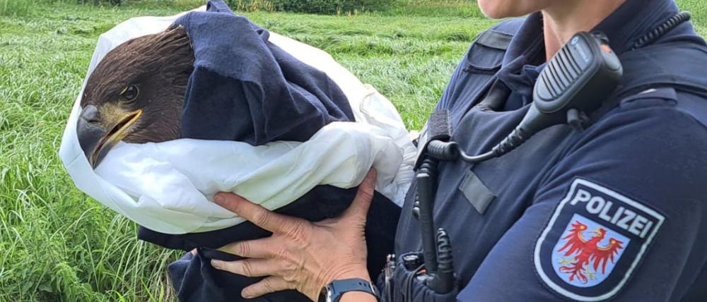 Die Polizei in Brandenburg hat am Sonntag einen Seeadler gerettet.