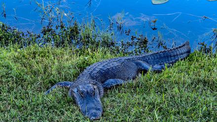 Ein Alligator.