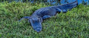 Ein Alligator.