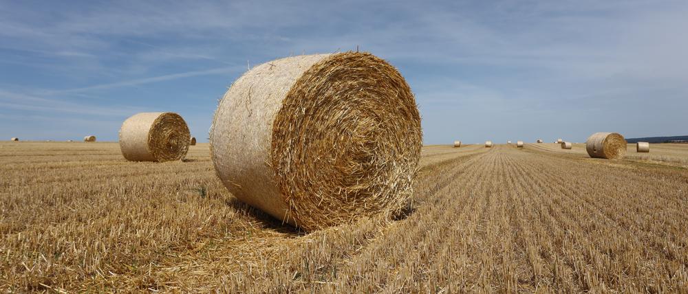 Heuballen liegen kurz nach der Ernte auf einem abgeernteten Getreidefeld. In Sachsen-Anhalt hat die Getreideernte begonnen. Ab Dienstag sollen die Temperaturen auf über 30 Grad steigen. 