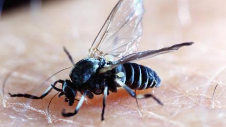 Kriebelmücken ähneln kleinen Fliegen.