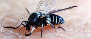 Kriebelmücken ähneln kleinen Fliegen.