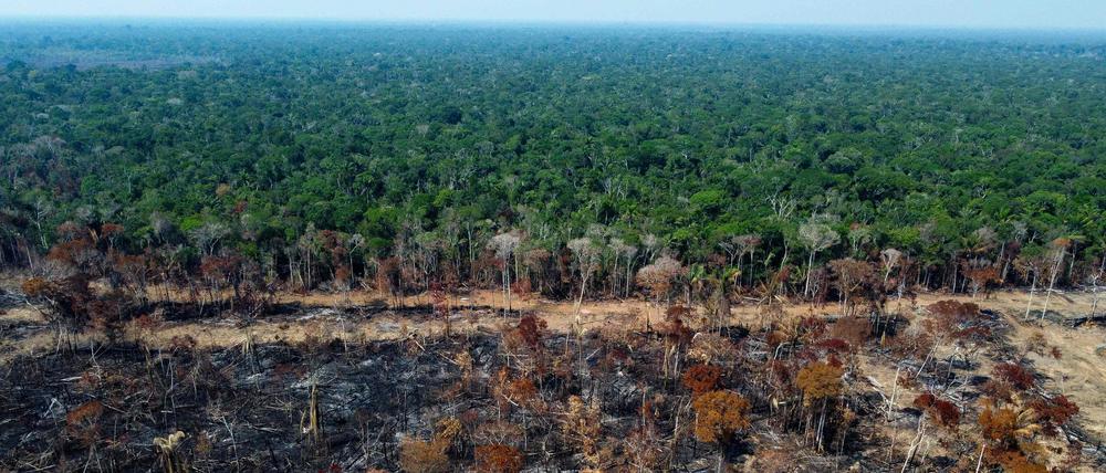Der Amazonas-Regenwald erstreckt sich über neun Länder, größtenteils liegt er in Brasilien. 