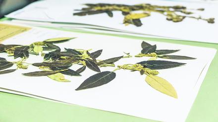 Werfen zum Teil Fragen auf: Vier Millionen getrocknete Pflanzenteile lagern im Botanischen Museum.