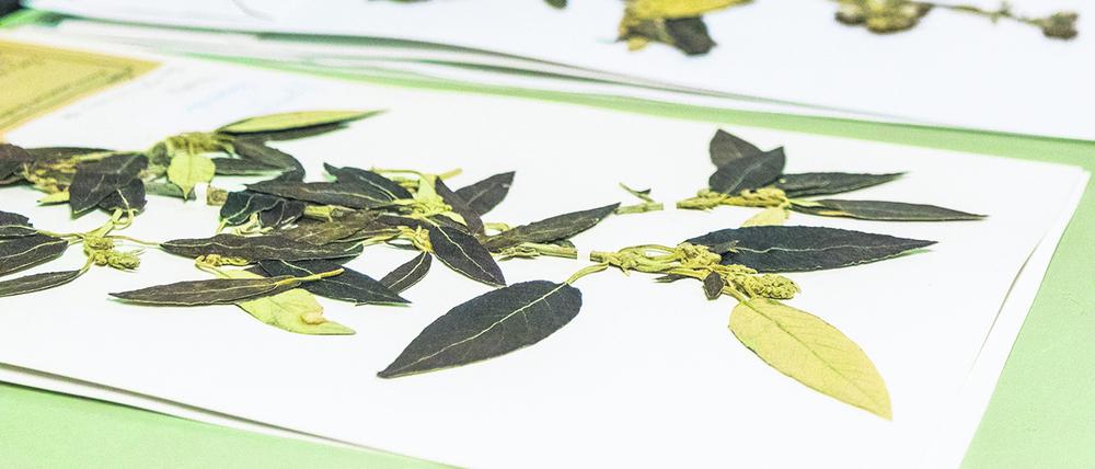 Werfen zum Teil Fragen auf: Vier Millionen getrocknete Pflanzenteile lagern im Botanischen Museum.